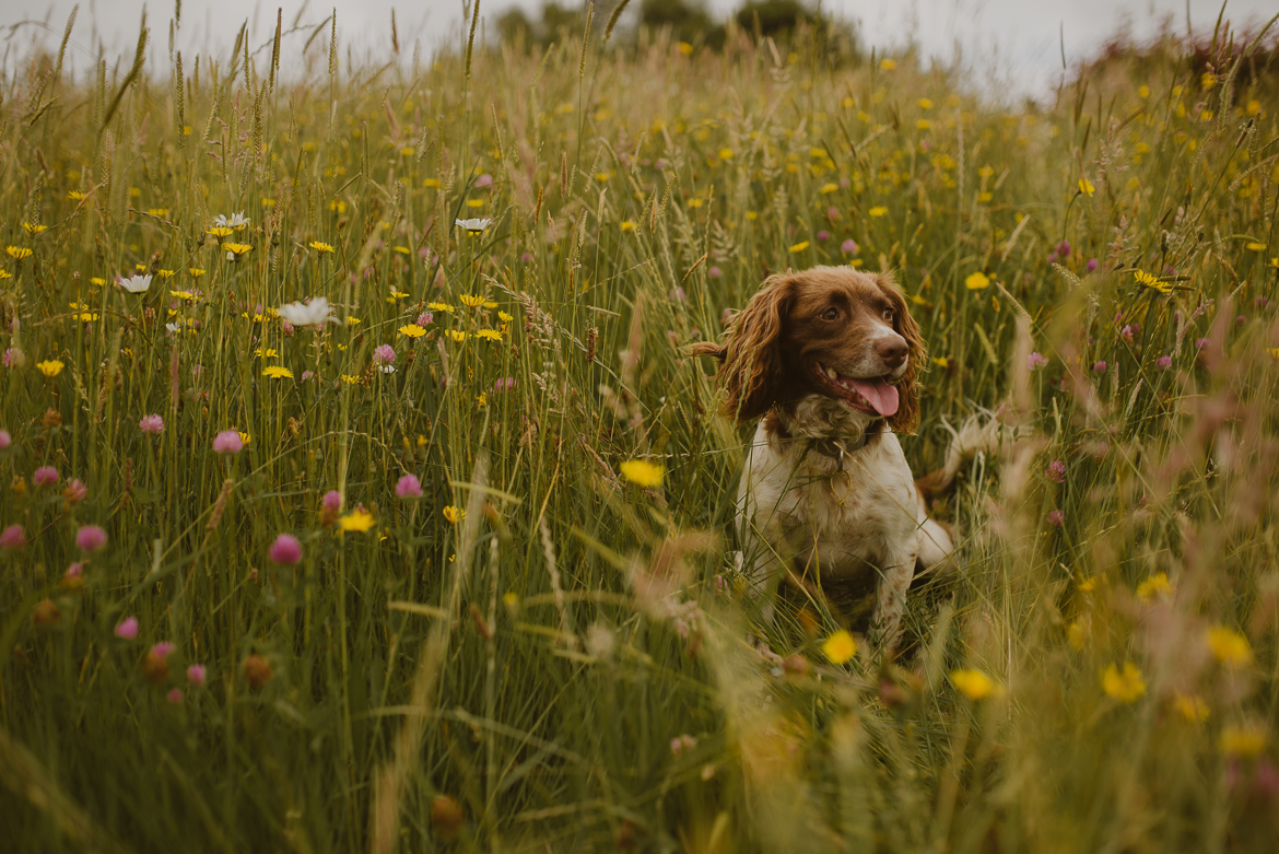 dog at photography session